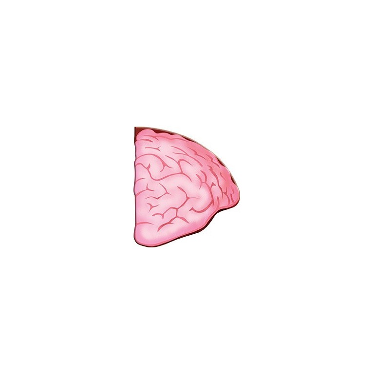 Viaggia, conosci, esplora. Il corpo umano