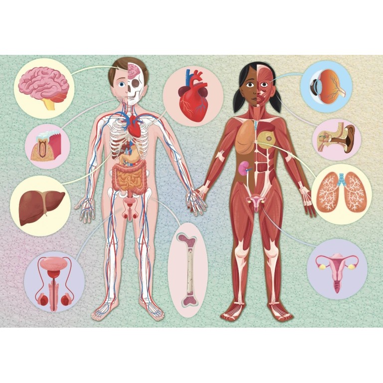 Cosa, come, perché. Il Corpo Umano (Outlet)