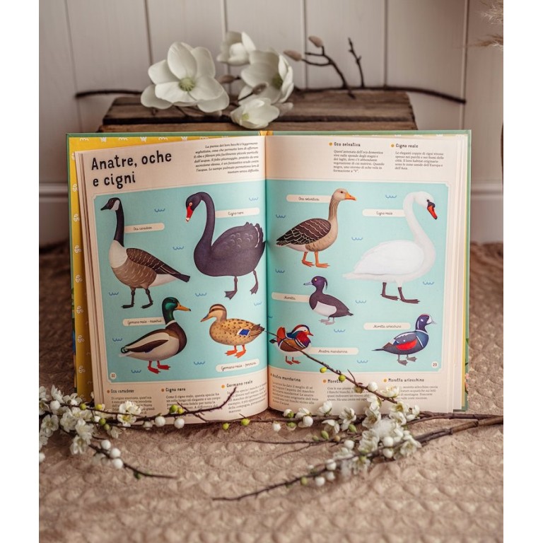 Enciclopedia degli uccelli per piccoli lettori