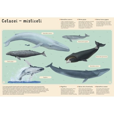 Enciclopedia del mare per piccoli lettori