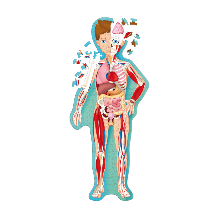 Travel, Learn, Explore. The Human Body