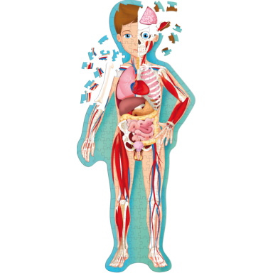 Travel, Learn, Explore. The Human Body