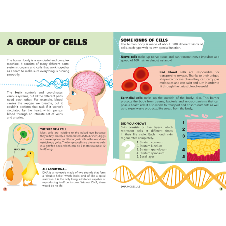 Travel, Learn, Explore. The Human Body