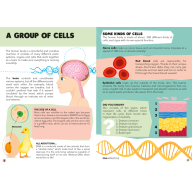 Travel, Learn, Explore. The Human Body