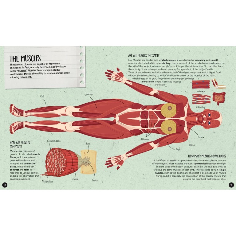 What, How, Why. The Human Body