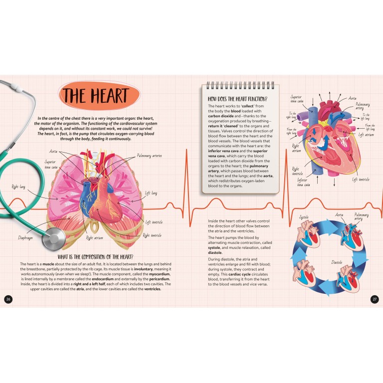 What, How, Why. The Human Body