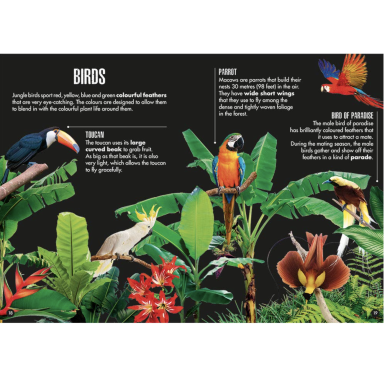 The 3D Elephant. The Jungle: Amazing Biodiversity