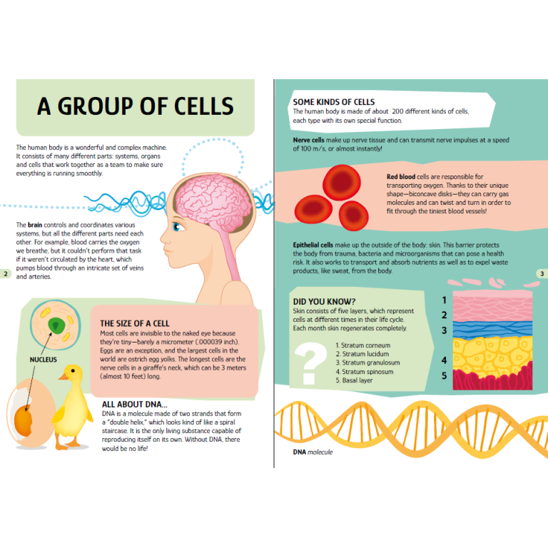 Travel, Learn and Explore. The Human Body
