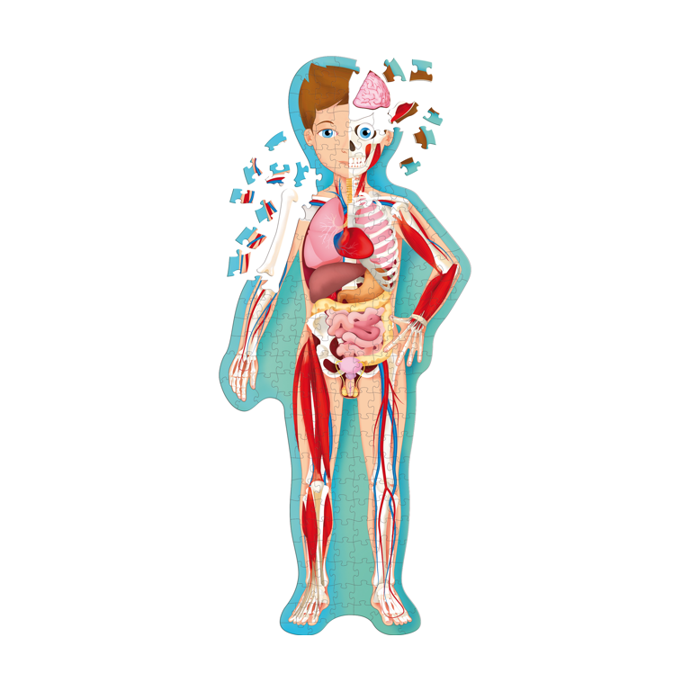 Travel, Learn and Explore. The Human Body