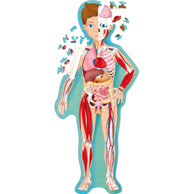 Travel, Learn and Explore. The Human Body