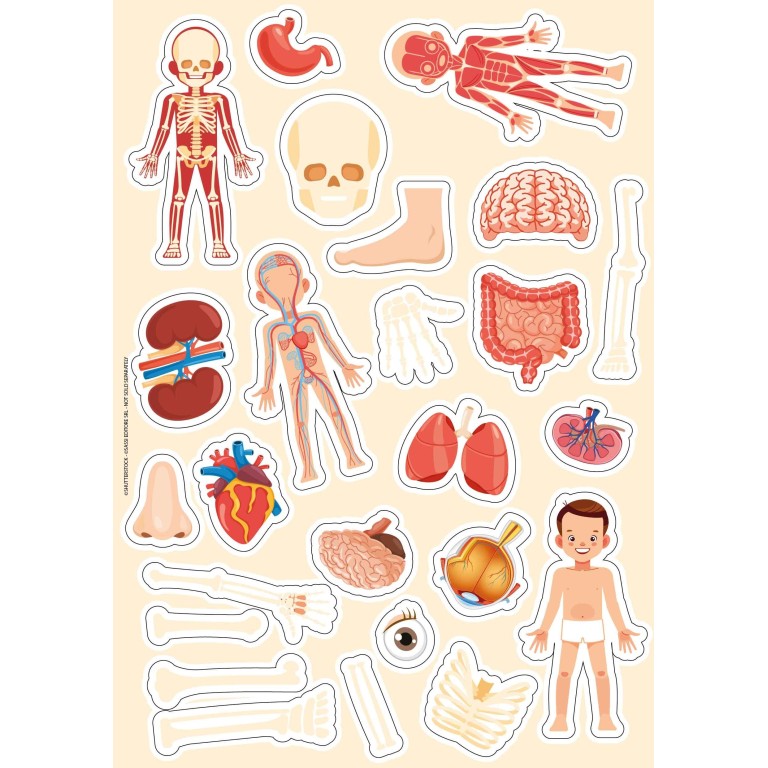 My First Activities Arts & Crafts. The Human Body