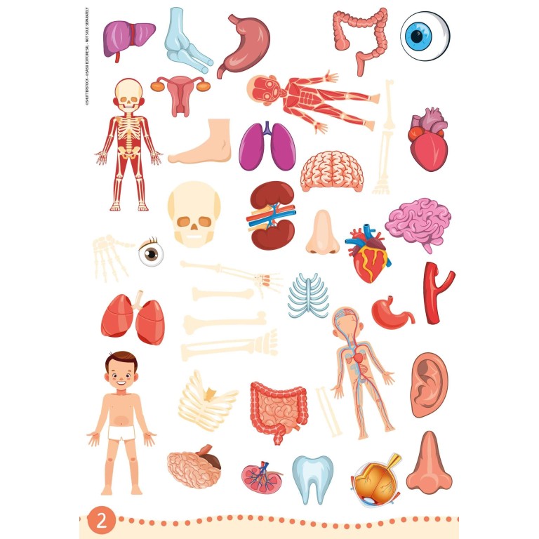 My First Activities Arts & Crafts. The Human Body