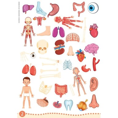 My First Activities Arts & Crafts. The Human Body