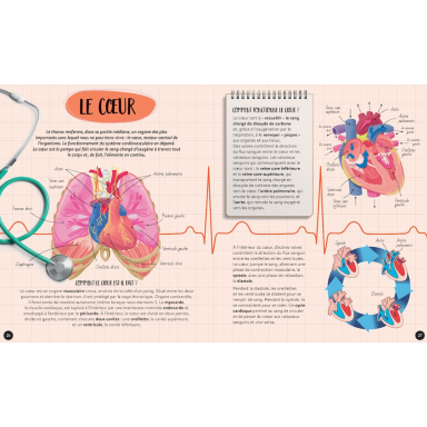 Quoi, comment, pourquoi. Le corps humain