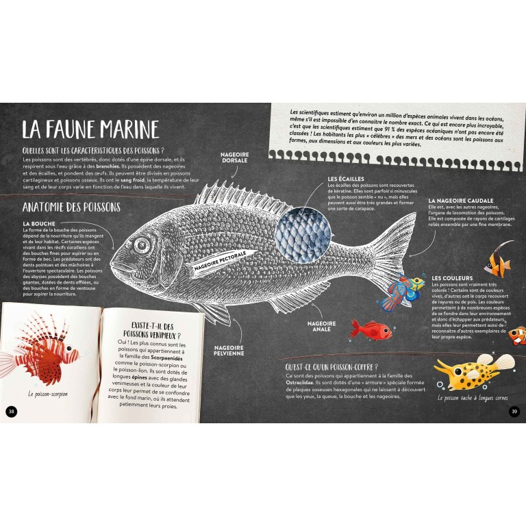 Quoi, comment, pourquoi. La mer