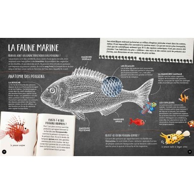 Quoi, comment, pourquoi. La mer