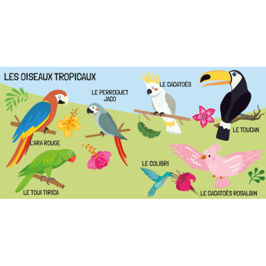 Q-box. Le monde des oiseaux