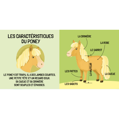 Q-box. Le monde des poneys